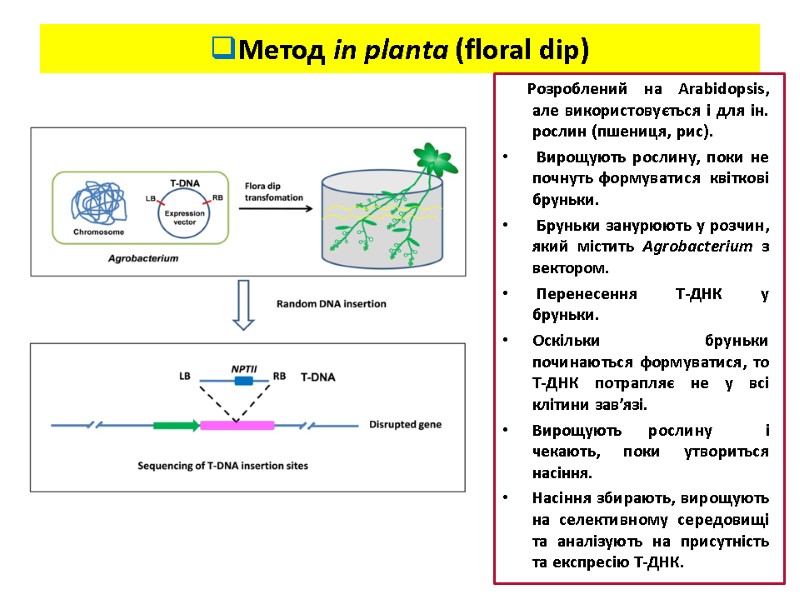 Метод in planta (floral dip)       Розроблений на Arabidopsis,